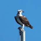 Osprey