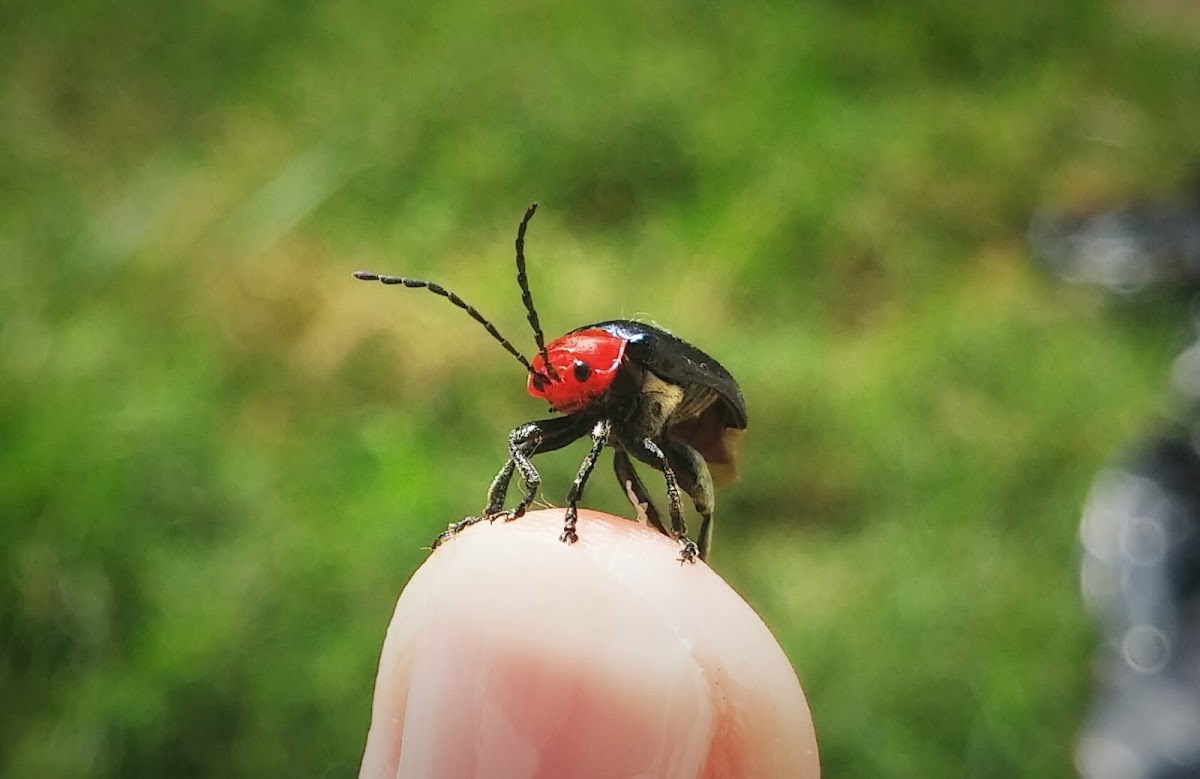 Leaf beetle