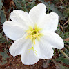 Birdcage Evening Primrose