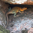 Common Collared Lizard