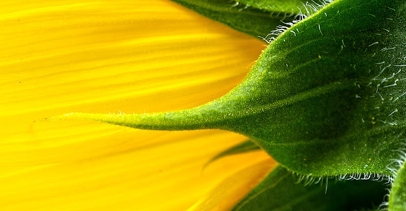 Verdegiallo di utente cancellato