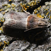 Walnut Shoot Moth - 5674