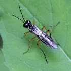 ichneumon wasp