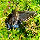 Eastern black swallowtail