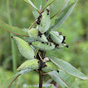 common milkweed