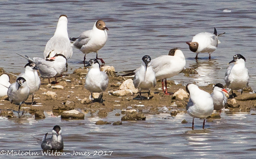 Sandwich Tern; Charrán Patinegro