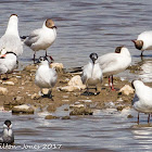 Sandwich Tern; Charrán Patinegro