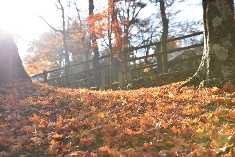 アルファードの紅葉と愛車・山中湖・紅葉・いい15の日・撮影スポットに関するカスタム事例の投稿画像7枚目