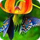 Download Best Butterfly Wallpaper For PC Windows and Mac