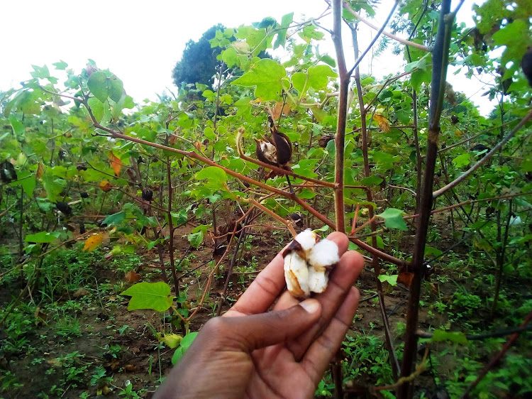 Cotton crops on farms in Busia county