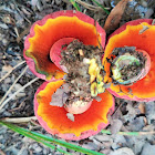 Red-mouth bolete