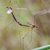 Típulas (Crane flies)