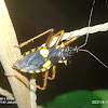 Assassin bugs