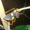 Assassin bugs