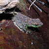 Black Spotted Rock Frog