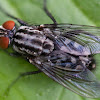 Camouflaged Flesh Fly