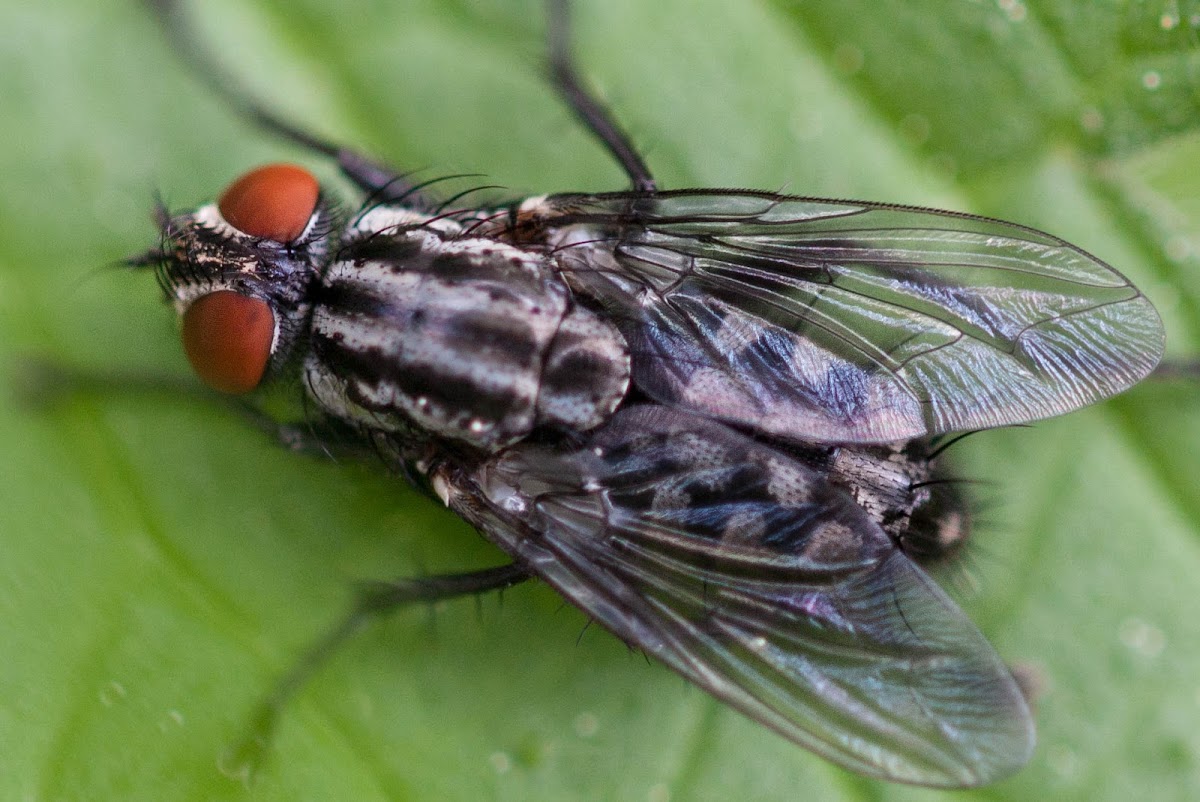 Camouflaged Flesh Fly