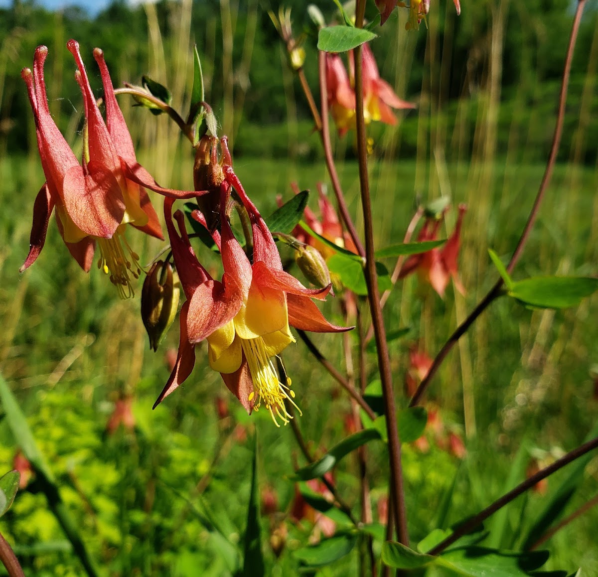 Columbine