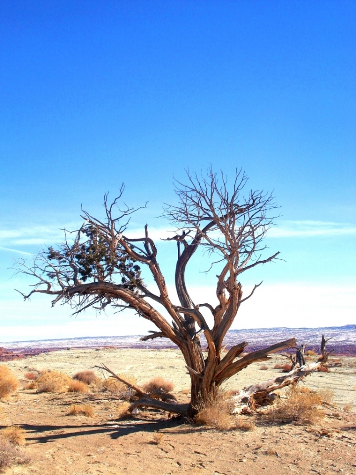 Da solo nel deserto di LIBERTY