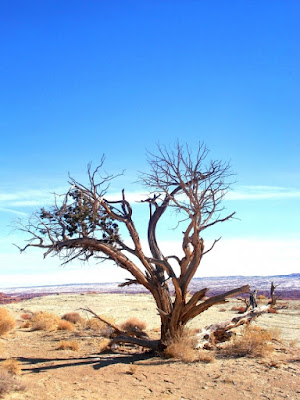 Da solo nel deserto di LIBERTY