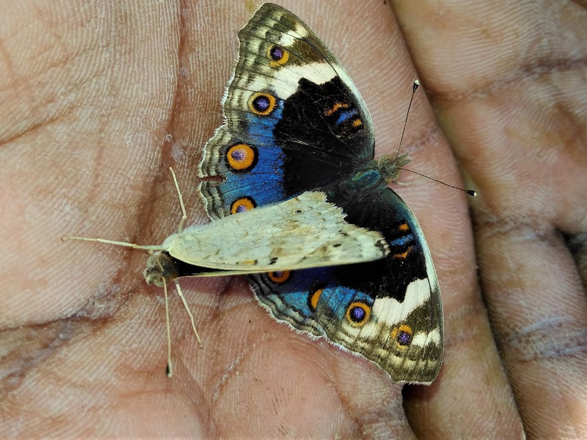 Blue Pansy Butterflies