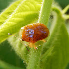 Golden Tortoise Beetle