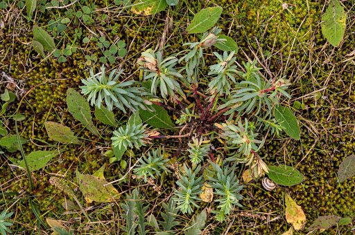 Euphorbia portlandica