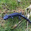 Blue spotted salamander