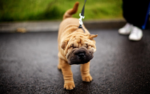 Shar Pei Dog Live Wallpaper