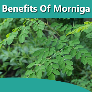 Download Health Benefits Of Moringa For PC Windows and Mac