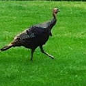 Wild Turkey