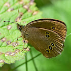 Ringlet