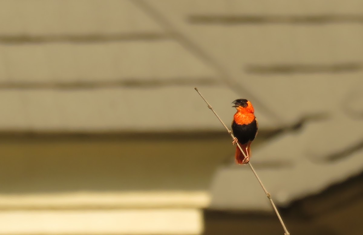 Northern Red Bishop