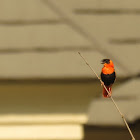 Northern Red Bishop