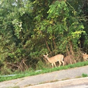 white tailed deer