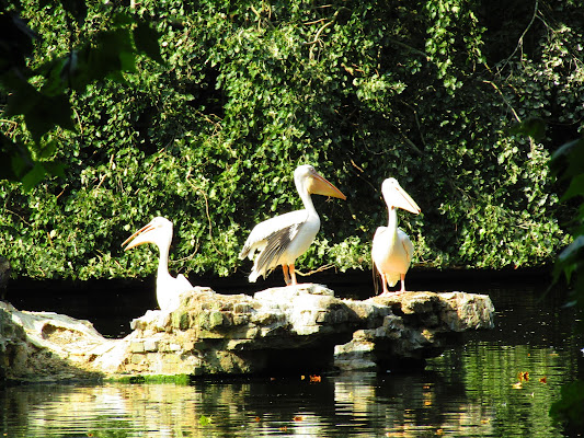 Trio di Pellicani di Danny_Skylix