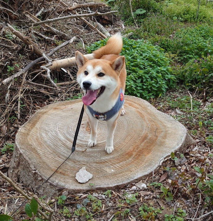 の投稿画像3枚目