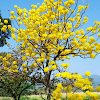 Árbol trompeta dorada