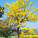 Árbol trompeta dorada