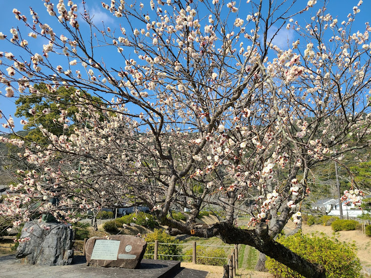 の投稿画像3枚目