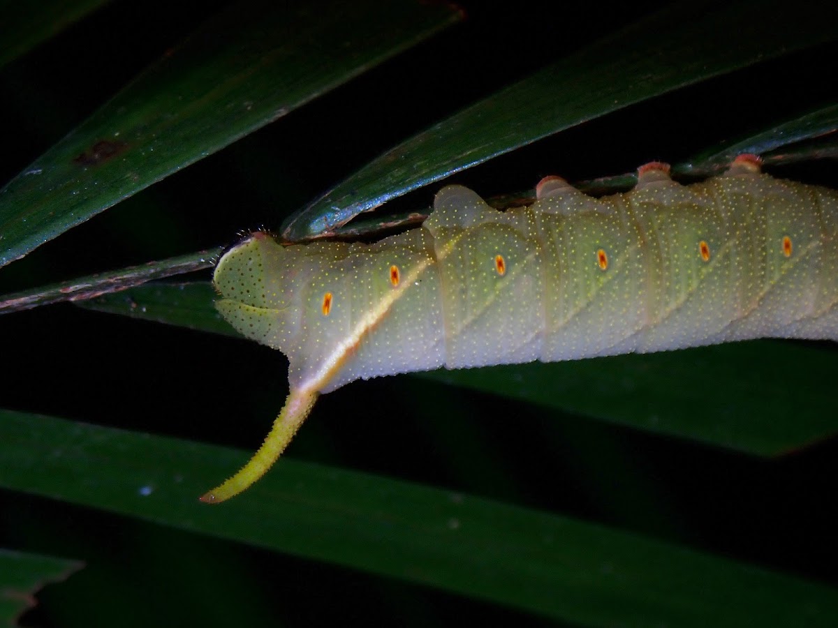 Caterpillar