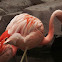 Chilean Flamingo