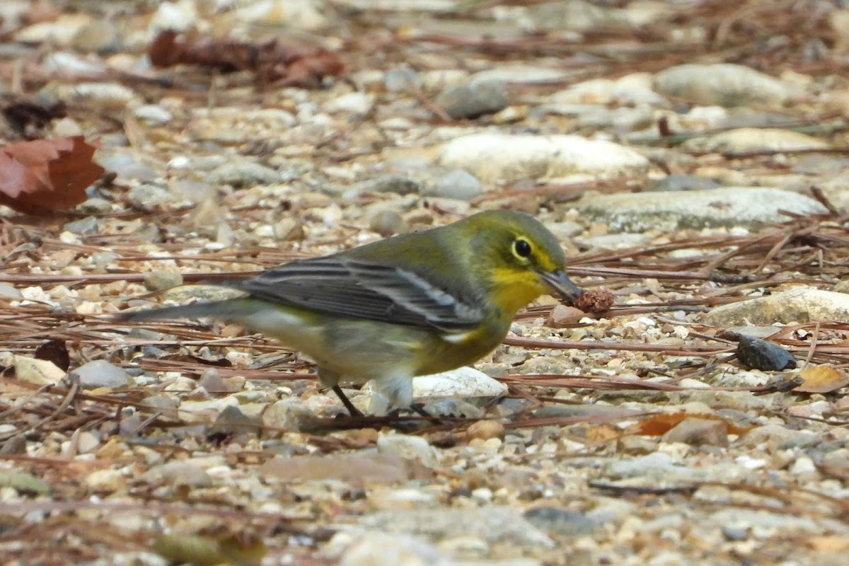 Yellow-throated vireo