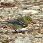 Yellow-throated vireo