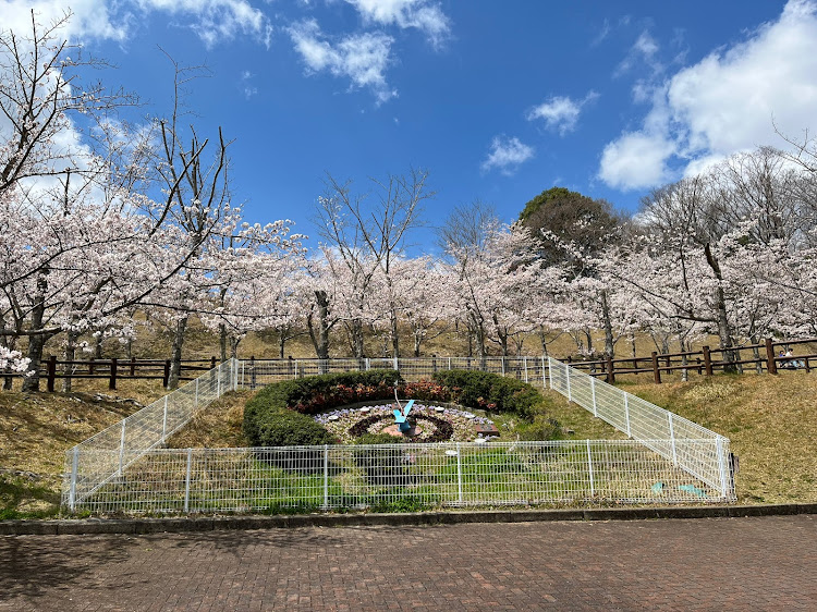 アルシオーネSVXの桜とコラボ🌸・戦争反対　世界平和・FREEDOM 自由を掴めに関するカスタム事例の投稿画像6枚目