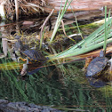 Red-eared Sliders