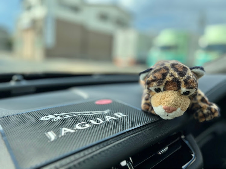 XFの洗車・共同作業・公園で・ニャガ〜❣️・JAGUAR XFに関するカスタム事例の投稿画像3枚目