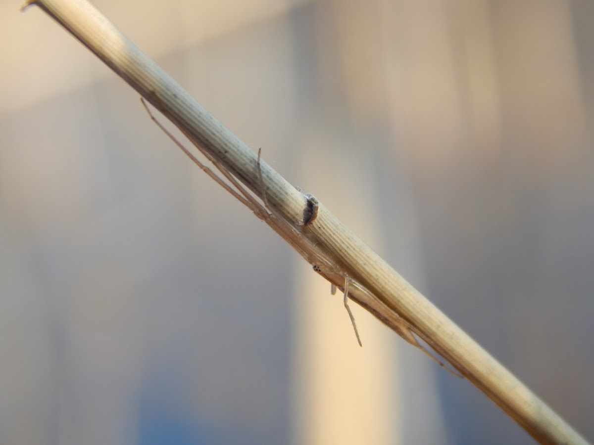 Longjawed Orbweavers