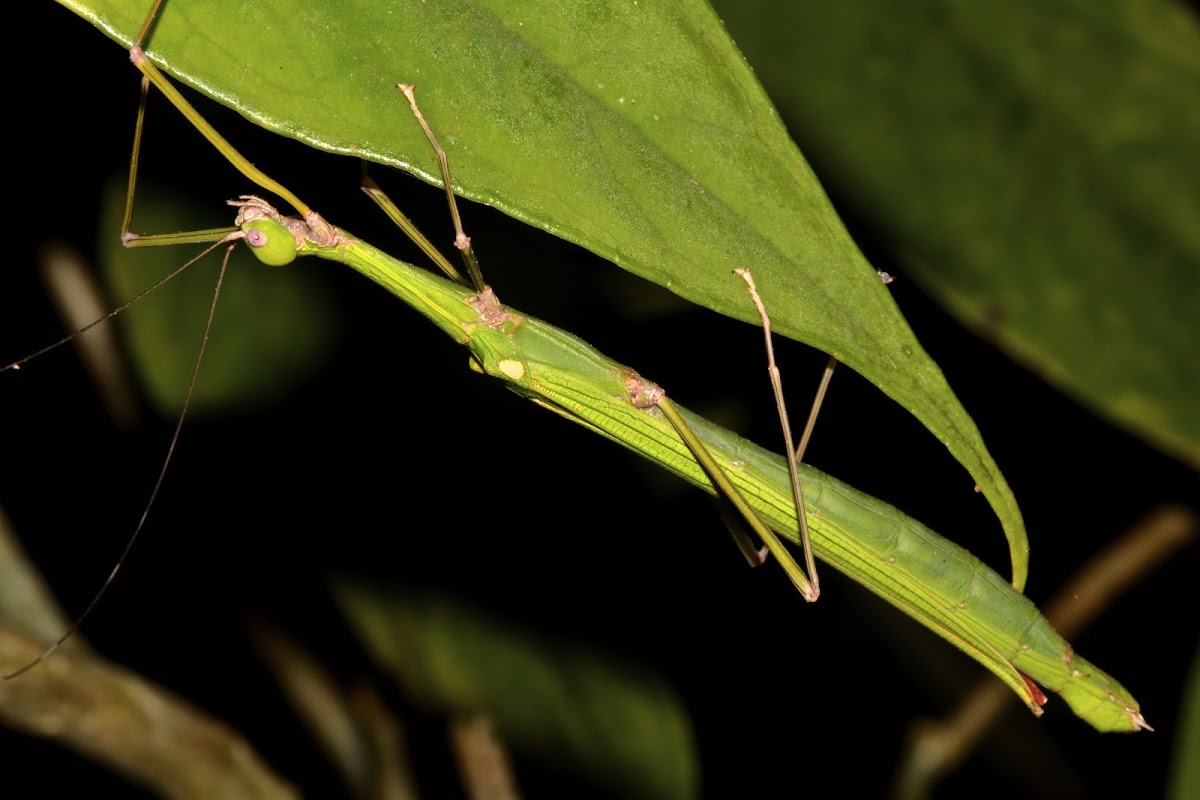 Stick Insect, Phasmd - Female