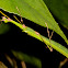 Stick Insect, Phasmd - Female